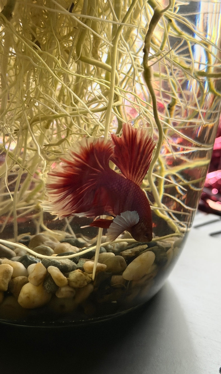 Merry Fishmas